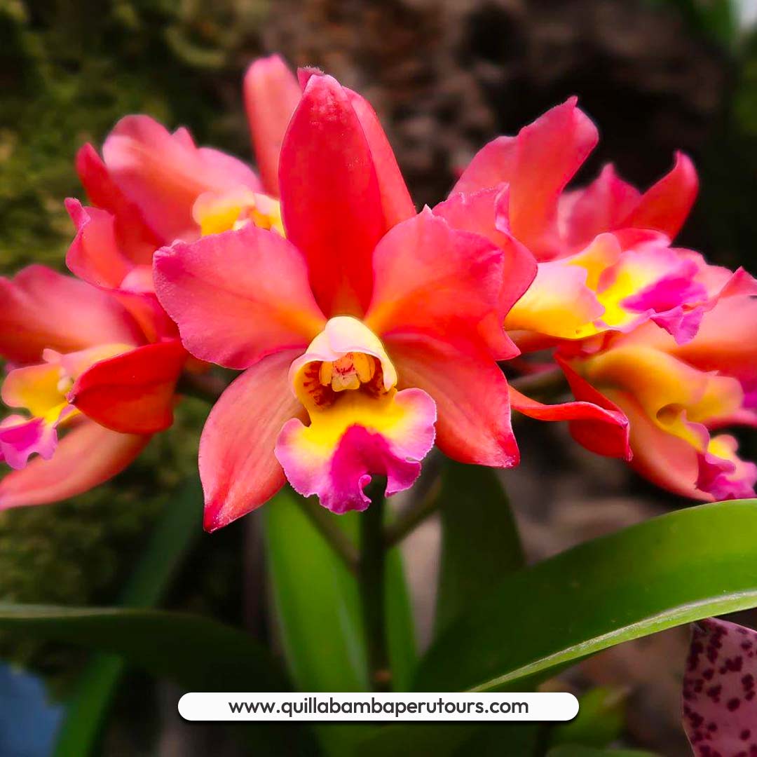 city-tour-tarapoto-peru